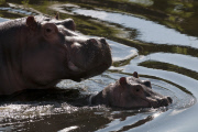 Baby hippo Hula takes first swim in outside pool at Whipsnade Zoo, Bedfordshire, Britain - 30 Jul 2012