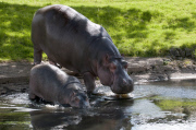 Baby hippo Hula takes first swim in outside pool at Whipsnade Zoo, Bedfordshire, Britain - 30 Jul 2012