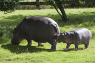 Baby hippo Hula takes first swim in outside pool at Whipsnade Zoo, Bedfordshire, Britain - 30 Jul 2012