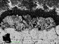 'Art of Failure' electron microscope competition - 06 Aug 2012