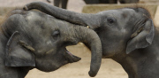 Elefantengeburtstag im Zoo Hannover