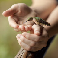 Baby hummingbird feeds from humans, Newark, Ohio, America - Jul 2012