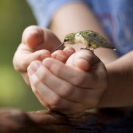 Baby hummingbird feeds from humans, Newark, Ohio, America - Jul 2012