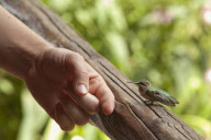 Baby hummingbird feeds from humans, Newark, Ohio, America - Jul 2012