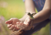 Baby hummingbird feeds from humans, Newark, Ohio, America - Jul 2012