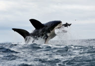 Dense population of Great White sharks, South Arica