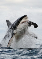 Dense population of Great White sharks, South Arica