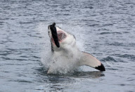 Dense population of Great White sharks, South Arica