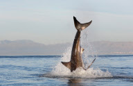 Dense population of Great White sharks, South Arica