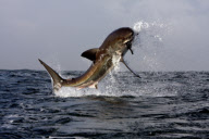 Great White Sharks hunting for Seals in False bay, South Africa - Aug 2008