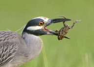 A yellow-crowned night heron catches a frog, Kitty Hollow County Park, Missouri City, Texas - 08 Jul 2012