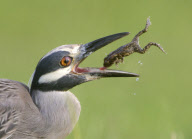 A yellow-crowned night heron catches a frog, Kitty Hollow County Park, Missouri City, Texas - 08 Jul 2012