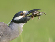A yellow-crowned night heron catches a frog, Kitty Hollow County Park, Missouri City, Texas - 08 Jul 2012