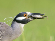 A yellow-crowned night heron catches a frog, Kitty Hollow County Park, Missouri City, Texas - 08 Jul 2012