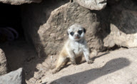 Meerkat triplets make their debut, Dudley Zoo, Dudley, Britain - 28 Aug 2012