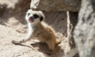 Meerkat triplets make their debut, Dudley Zoo, Dudley, Britain - 28 Aug 2012