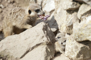 Meerkat triplets make their debut, Dudley Zoo, Dudley, Britain - 28 Aug 2012