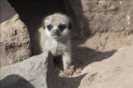 Meerkat triplets make their debut, Dudley Zoo, Dudley, Britain - 28 Aug 2012
