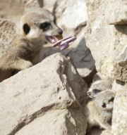 Meerkat triplets make their debut, Dudley Zoo, Dudley, Britain - 28 Aug 2012