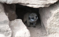 Meerkat triplets make their debut, Dudley Zoo, Dudley, Britain - 28 Aug 2012
