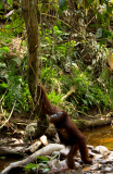 Orangutans released into the wild, Indonesia - 14 Aug 2012