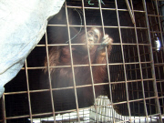 Orangutans released into the wild, Indonesia - 14 Aug 2012