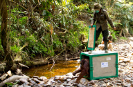Orangutans released into the wild, Indonesia - 14 Aug 2012
