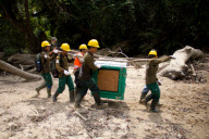 Orangutans released into the wild, Indonesia - 14 Aug 2012