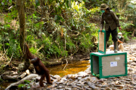 Orangutans released into the wild, Indonesia - 14 Aug 2012