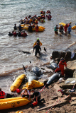 Wale in Schottland gestrandet