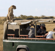 Cheetah jumps on top of safari vehicle, Masai Mara, Kenya - 04 Sep 2012
