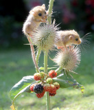 Tiny orphan baby dormice being cared for at Secret World Animal Rescue centre, Somerset, Cornwall, Britain - 05 Sep 2012