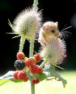 Tiny orphan baby dormice being cared for at Secret World Animal Rescue centre, Somerset, Cornwall, Britain - 05 Sep 2012