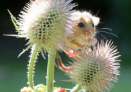 Tiny orphan baby dormice being cared for at Secret World Animal Rescue centre, Somerset, Cornwall, Britain - 05 Sep 2012