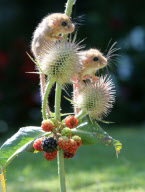Tiny orphan baby dormice being cared for at Secret World Animal Rescue centre, Somerset, Cornwall, Britain - 05 Sep 2012