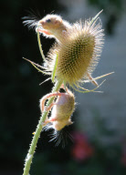 Tiny orphan baby dormice being cared for at Secret World Animal Rescue centre, Somerset, Cornwall, Britain - 05 Sep 2012
