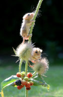 Tiny orphan baby dormice being cared for at Secret World Animal Rescue centre, Somerset, Cornwall, Britain - 05 Sep 2012