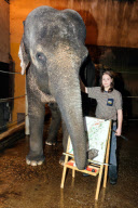 Paintings by an elephant sell for more then 