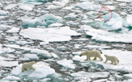 Polar bear family escape from hungry male, Spitsbergen, Norway - 22 Jun 2012