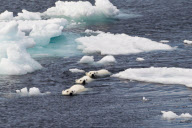 Polar bear family escape from hungry male, Spitsbergen, Norway - 22 Jun 2012
