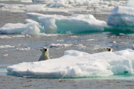 Polar bear family escape from hungry male, Spitsbergen, Norway - 22 Jun 2012