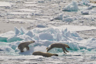 Polar bear family escape from hungry male, Spitsbergen, Norway - 22 Jun 2012