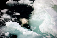 Polar bear family escape from hungry male, Spitsbergen, Norway - 22 Jun 2012
