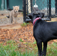 Cheetah cub and puppy play together, Cincinnati Zoo, Ohio - 10 Sep 2012