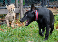 Cheetah cub and puppy play together, Cincinnati Zoo, Ohio - 10 Sep 2012