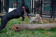 Cheetah cub and puppy play together, Cincinnati Zoo, Ohio - 10 Sep 2012
