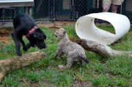 Cheetah cub and puppy play together, Cincinnati Zoo, Ohio - 10 Sep 2012