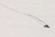 Best of Wildlife Photography Paul Goldstein - 2012