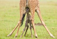 Best of Wildlife Photography Paul Goldstein - 2012