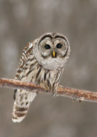 Barred Owl hunts a rat, north of Quebec City, Canada - 2012